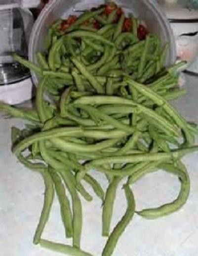 Blue Lake Pole 274 Snap Bean Seeds, Heirloom Seeds – NON GMO,
