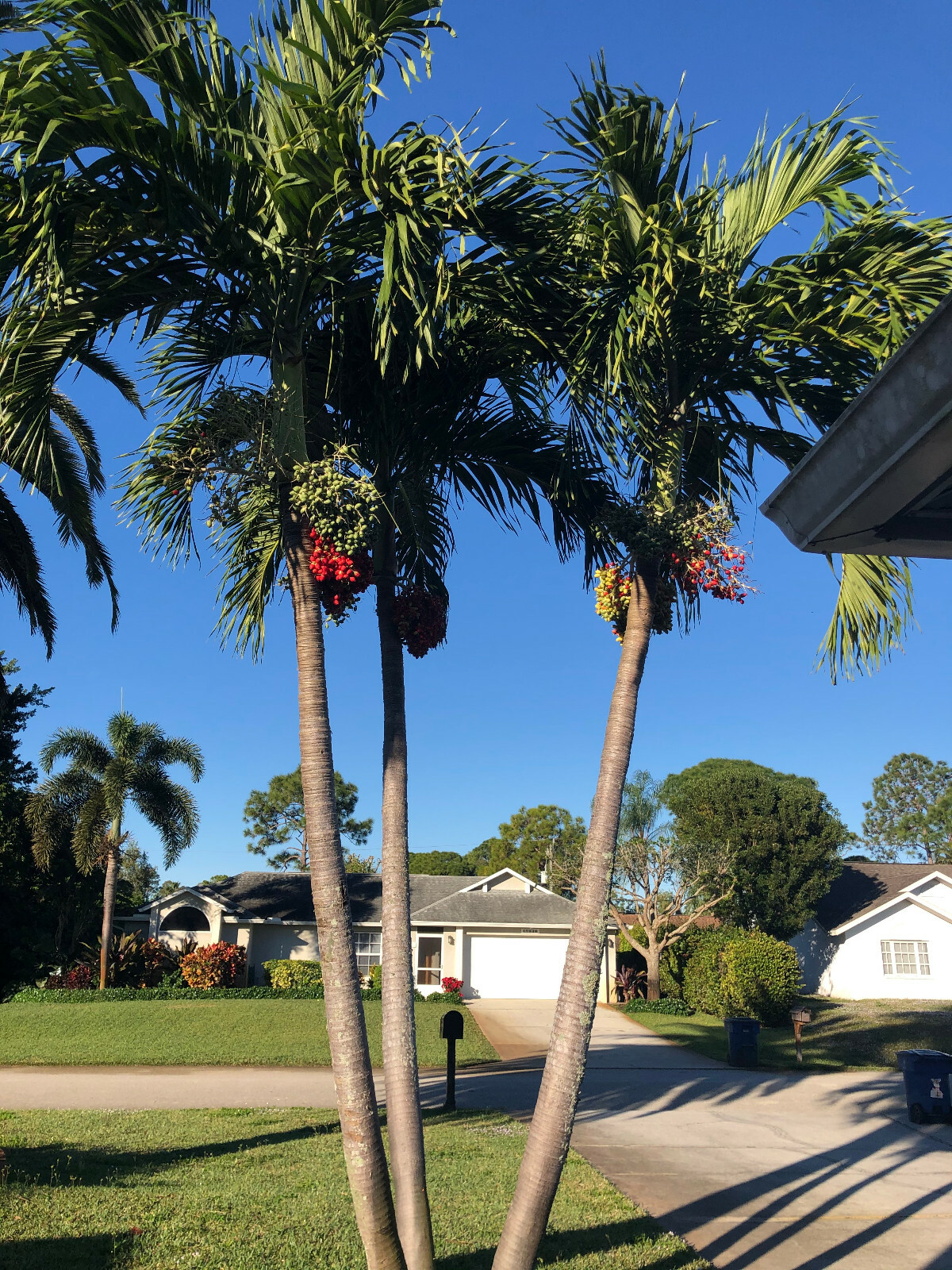 Christmas Palm tree seeds (30)