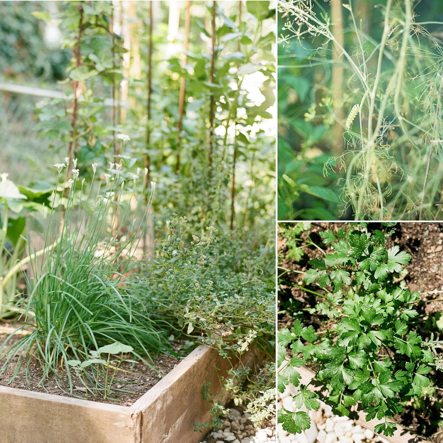 Certified Organic Herb Seeds (20-Pack) – Non GMO, Heirloom – Seed Starting Video