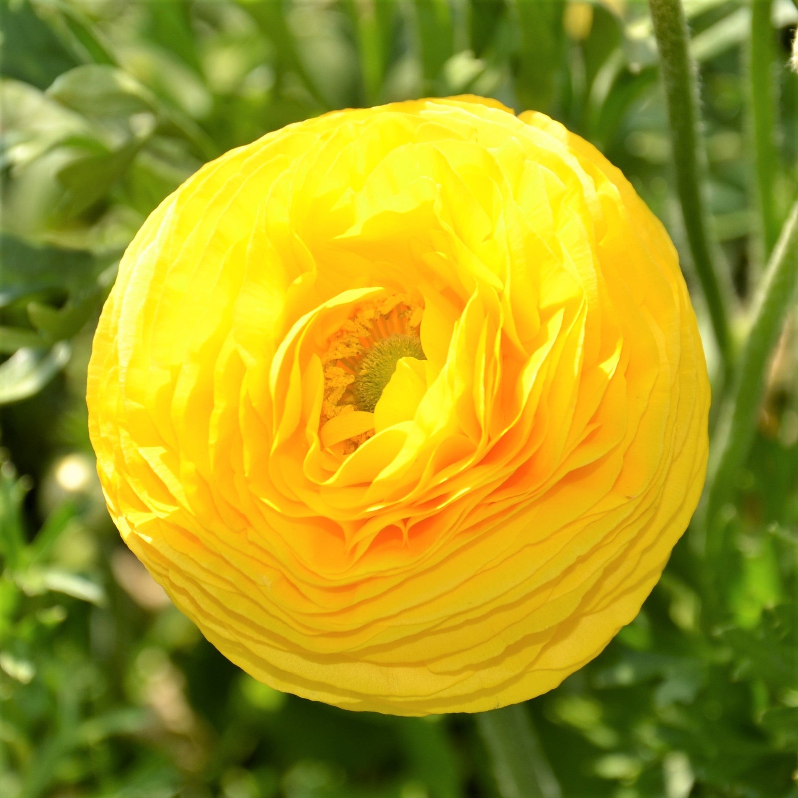 Easy to Grow Ranunculus Buttercup Rainbow Mix 10 Plant Bulbs, Spring Flowers