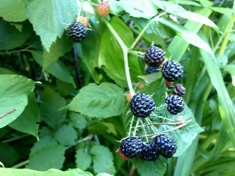 100+ WILD BLACK RASPBERRY SEEDS (Rubus occidentalis) 2023 seed