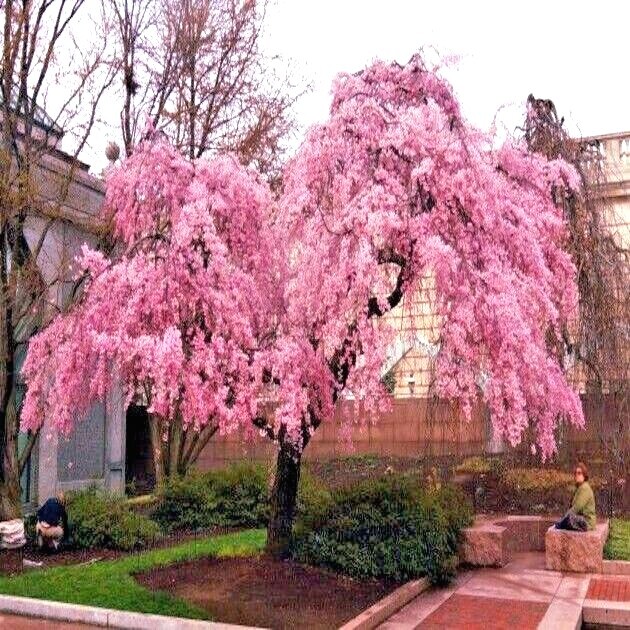Japanese “WEEPING SAKURA” Cherry Blossom Flower Tree Seeds (pendula) Fast Hardy