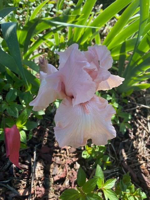 IRIS mixed colors in SETS of 5, easy to grow plant up to 6 wks. before frost