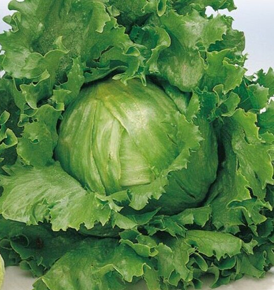 2g Fresh | NON-GMO | Crisp Great Lakes 659 Premium Lettuce Seeds-B 40