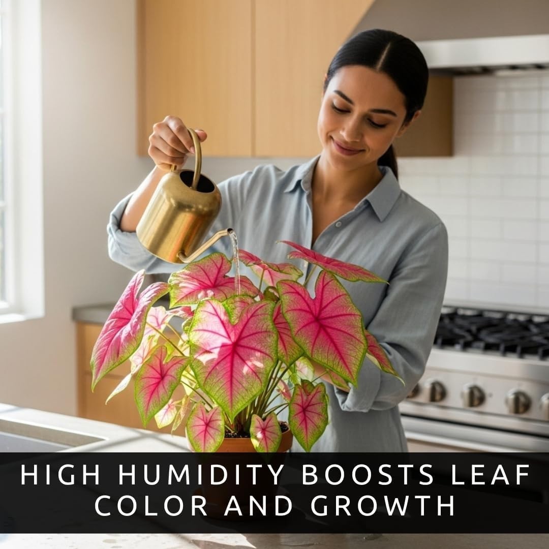 Vibrant Pink & Green Caladium Bulbs – Perfect for Shades, 6 Easy-Grow Bulbs