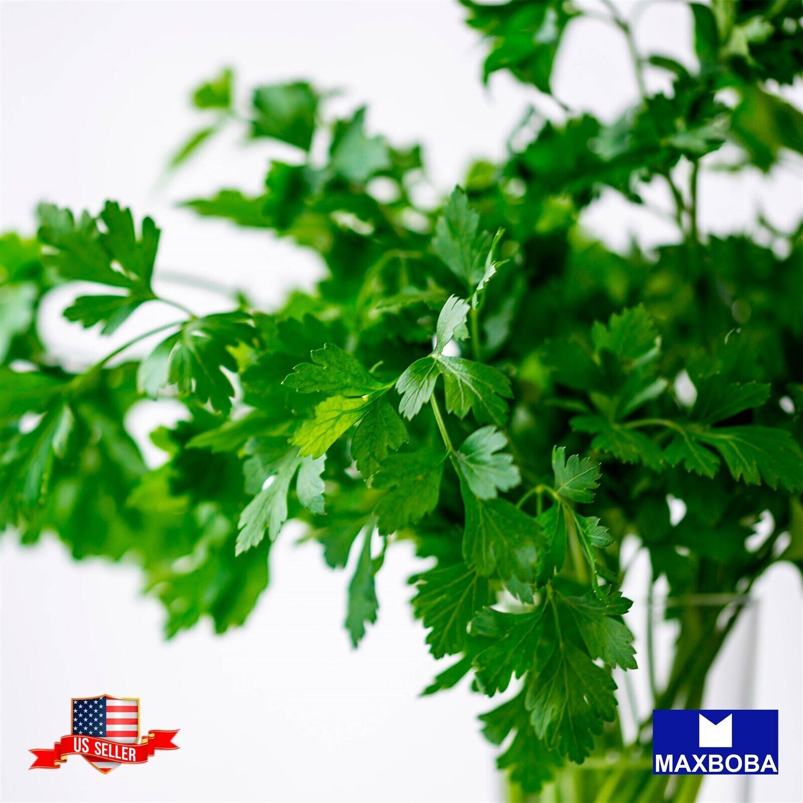 Fresh!! Leisure Splits Cilantro Herb Seeds Non-GMO Heirloom Garden