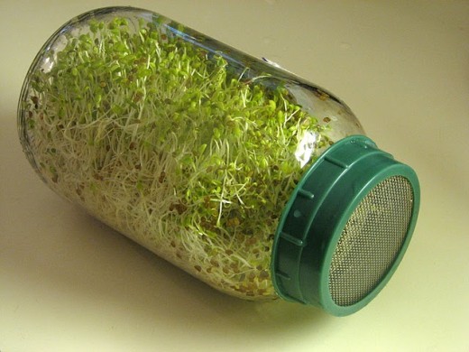 alfalfa, great for seed sprouting, sprouts, 4000 SEEDS! GroCo#