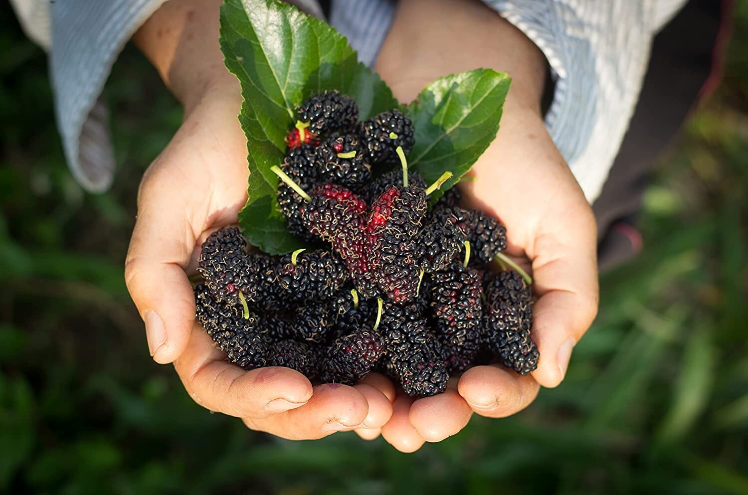 100 Sweet Lavender Mulberry Seeds, USA Seller Free Shipping Fruit Seeds Fragrant