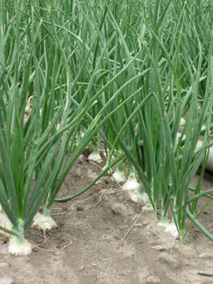 SCARBOROUGH SEEDS WALLA WALLA SWEET ONION 125 Seeds Heirloom Non-GMO – USA