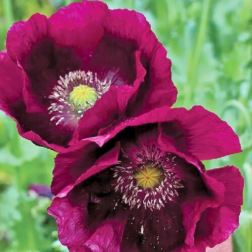 5,000+ Stratified Lauren’s Grape High Germination Pap. Somiferum Poppy Seeds