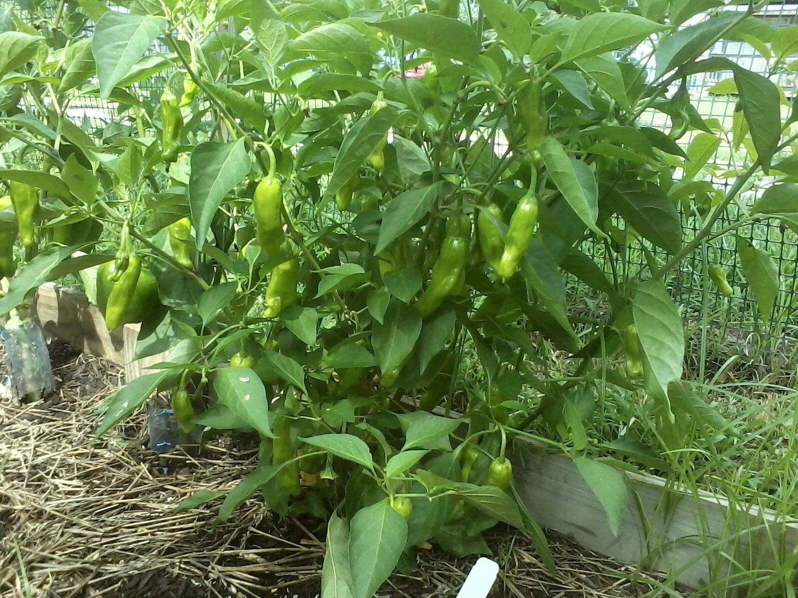 Italian Sweet Pepperoncini Pepper Seeds