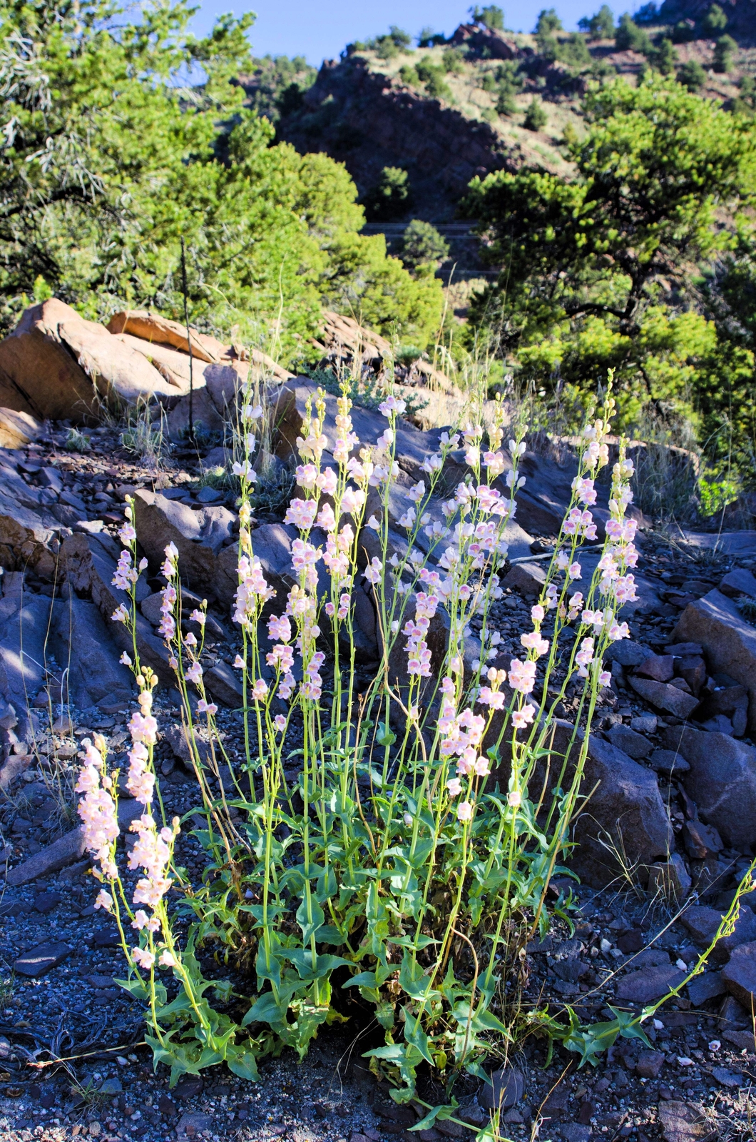 300 PALMERS PENSTEMON (Beardtongue / Balloon Flower) Penstemon Palmeri Flower Se