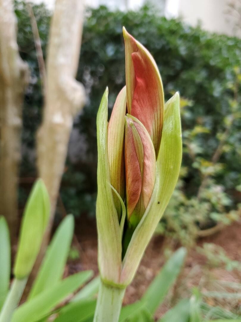12+ Red St Joseph Heirloom Amaryllis Seeds collected May 2024 with Instructions