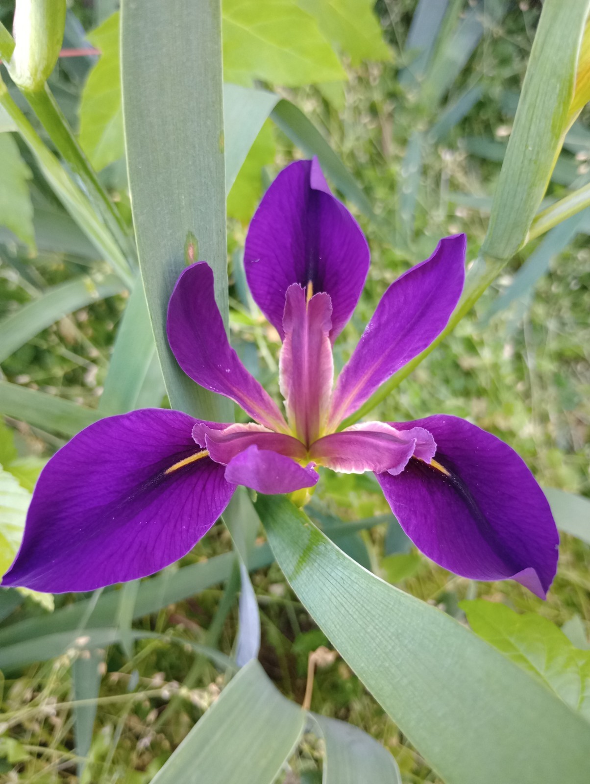 5x MIXED VARIETIES/COLORS BEARDED IRIS Bulbs/Rhizomes FRESH