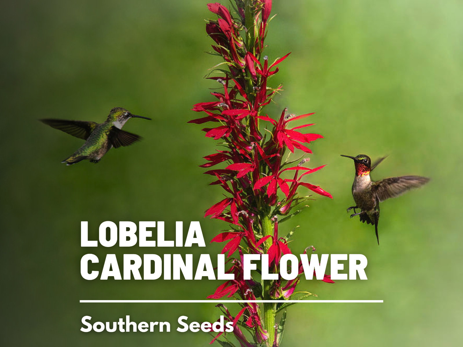 Lobelia, Cardinal Flower – 250 Seeds – Hummingbird Friendly (Lobelia cardinalis)
