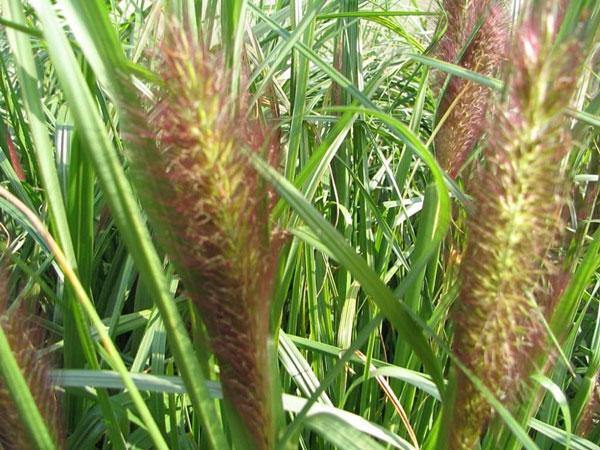 Pennisetum alopecuroides Viridescens | Black Fountain Grass | 10 Seeds