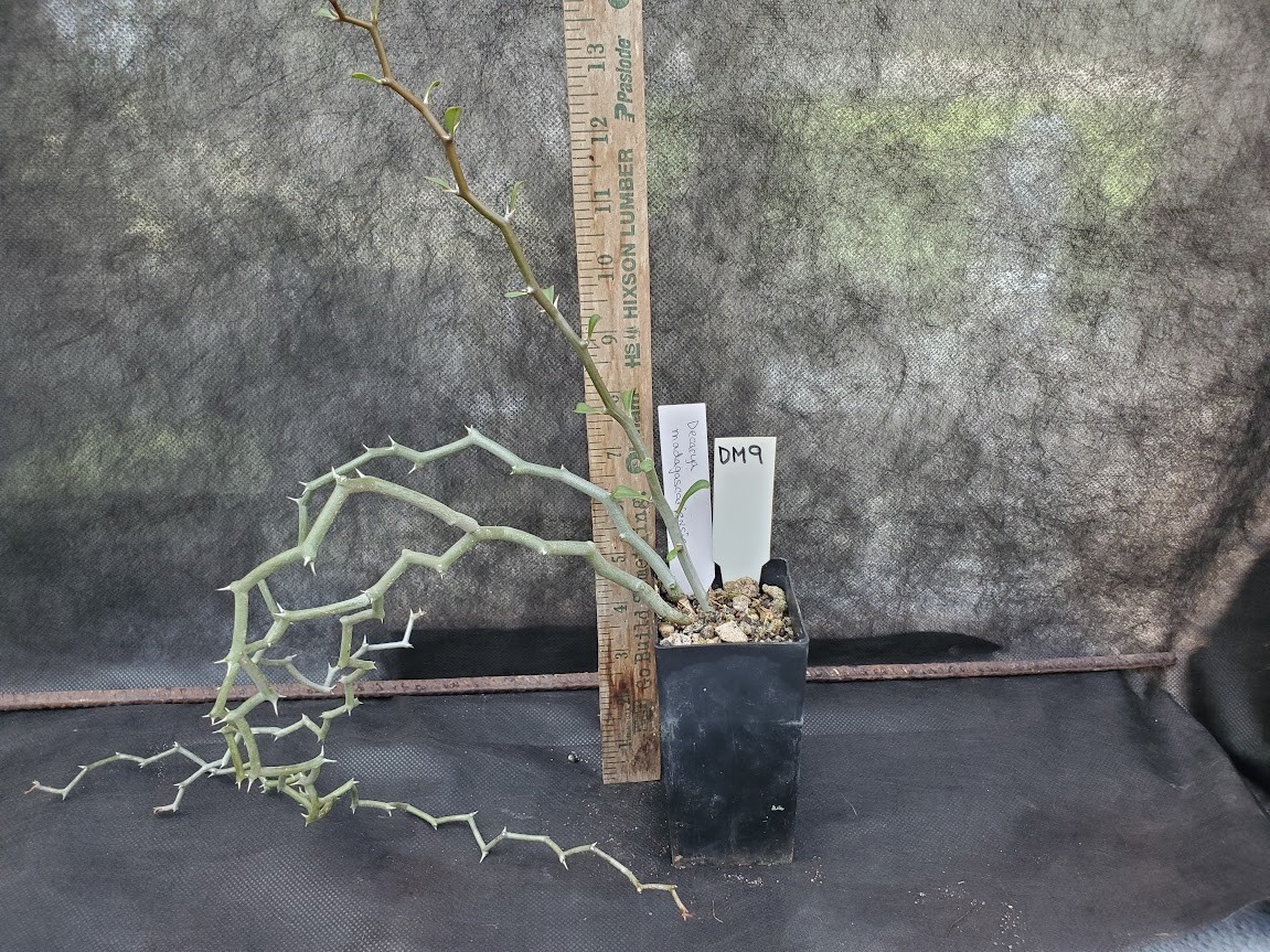 Decarya madagascariensis – Zig Zag Plant – Madagascar – Rooted Lot DM9