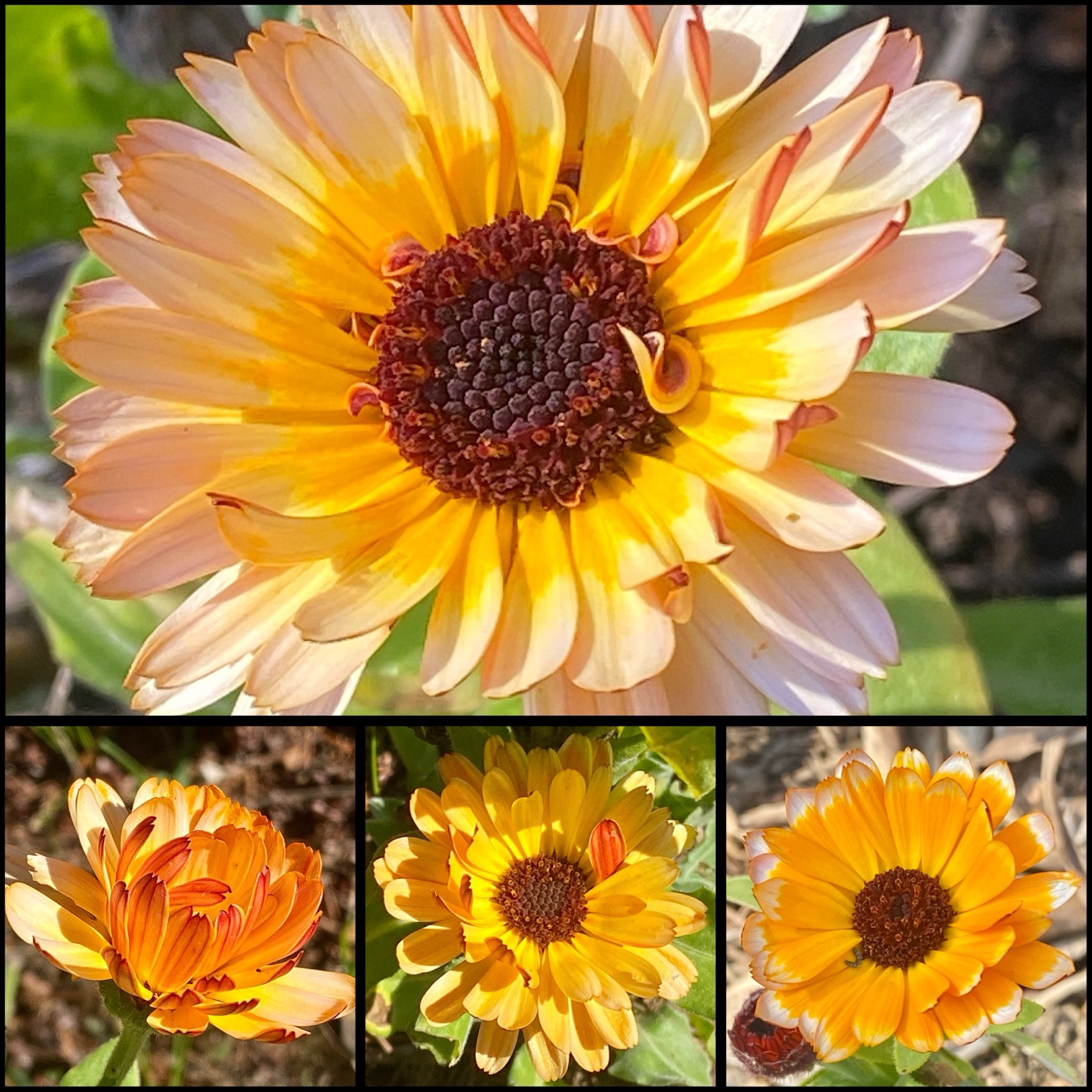 800 + Calendula Flower Seeds Medicinal Herb Inflammation Skin Care Garden Mix