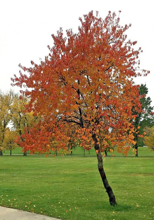 Fire Cherry Tree | Premium Seeds | Prunus pensylvanica ‘Fall’ | Plants’®