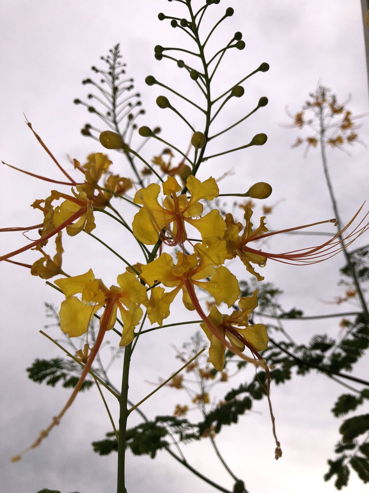 10 seeds Yellow Caesalpinia Pulcherrima PRIDE OF BARBADOS BIRD OF PARADISE