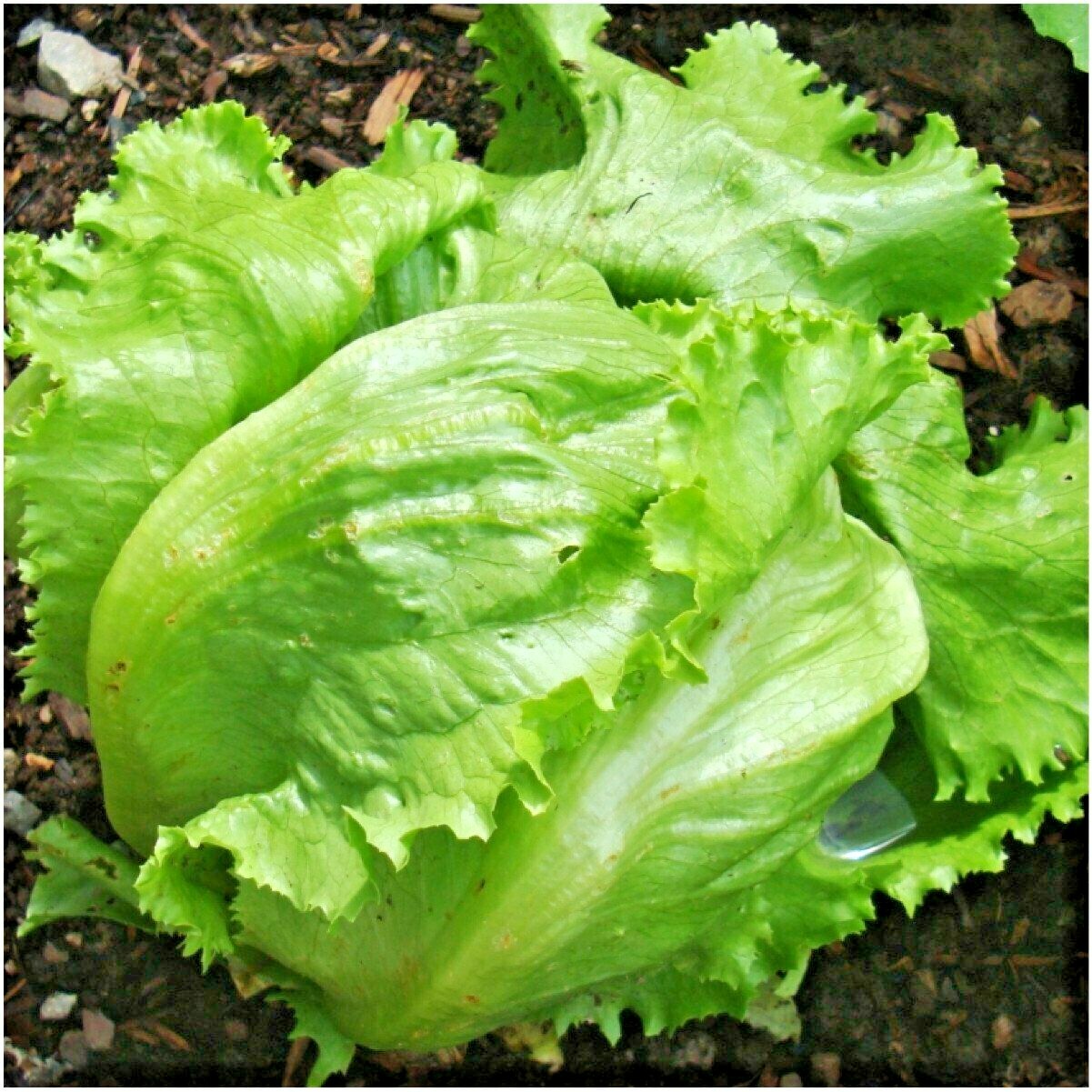 601+GREAT LAKES BATAVIAN Head Lettuce Seeds Organic Spring Fall Garden Container