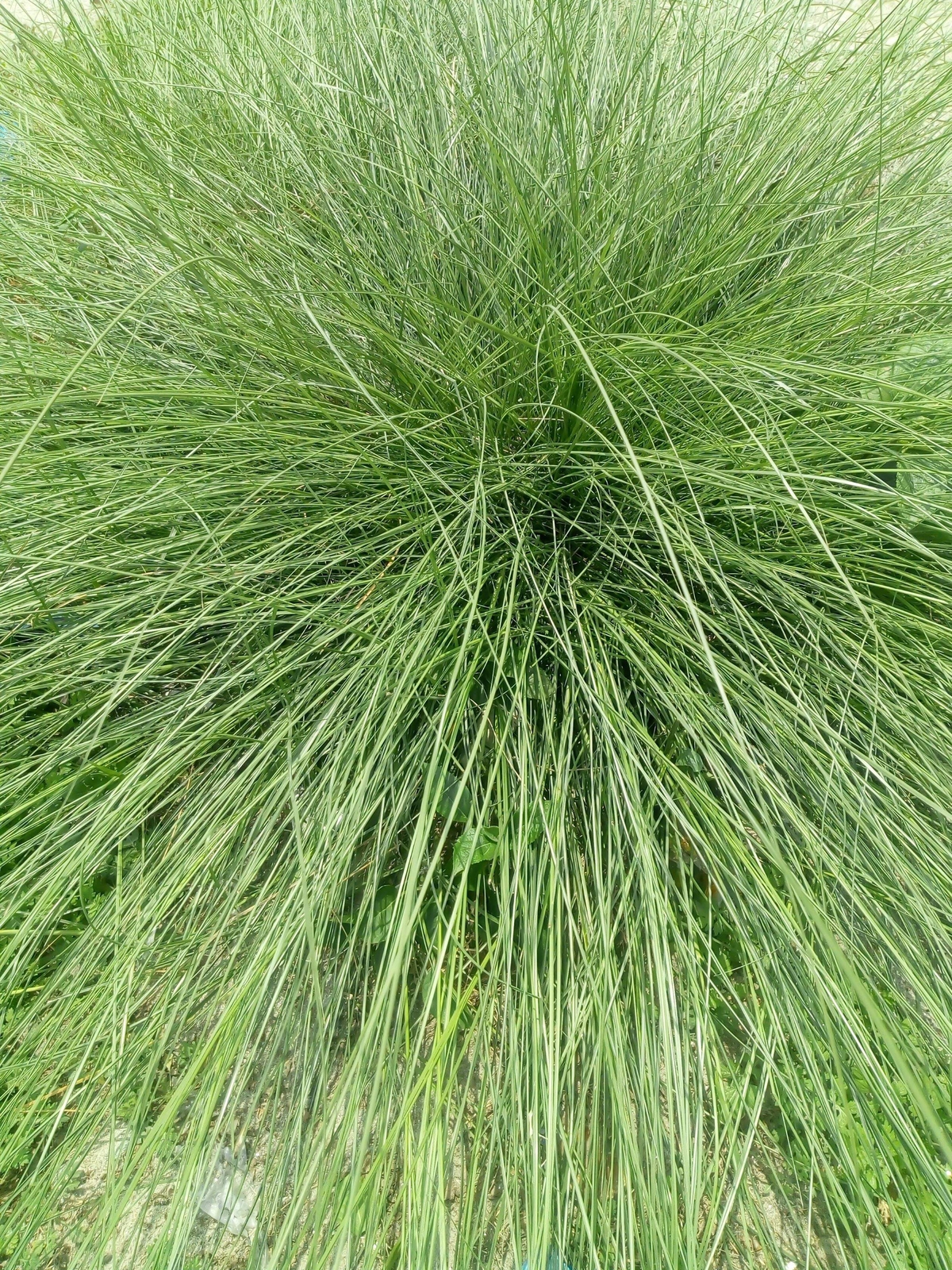 200 PRAIRIE DROPSEED Ornamental Native Grass Sporobolus Heterolepis Seeds