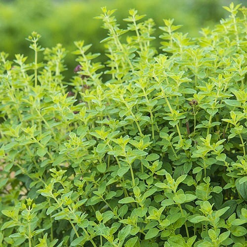 OREGANO 10 FRESH HERB SEEDS FREE USA SHIPPING