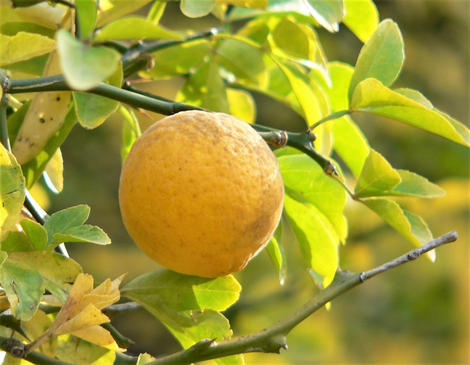 5 HARDY ORANGE TREE Trifoliate Citrus Trifoliata Poncirus Fruit Flower Seeds