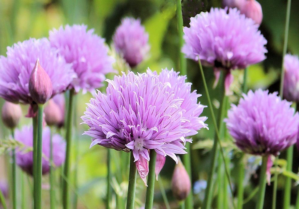 75 Common Chives Seeds Perennial Mild Flavor Free Shipping and Tracking