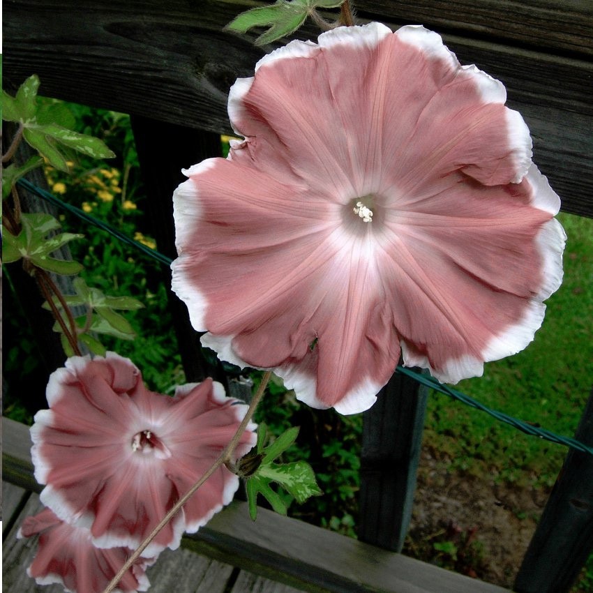 Ipomoea nil Chocolate | 10_Seeds