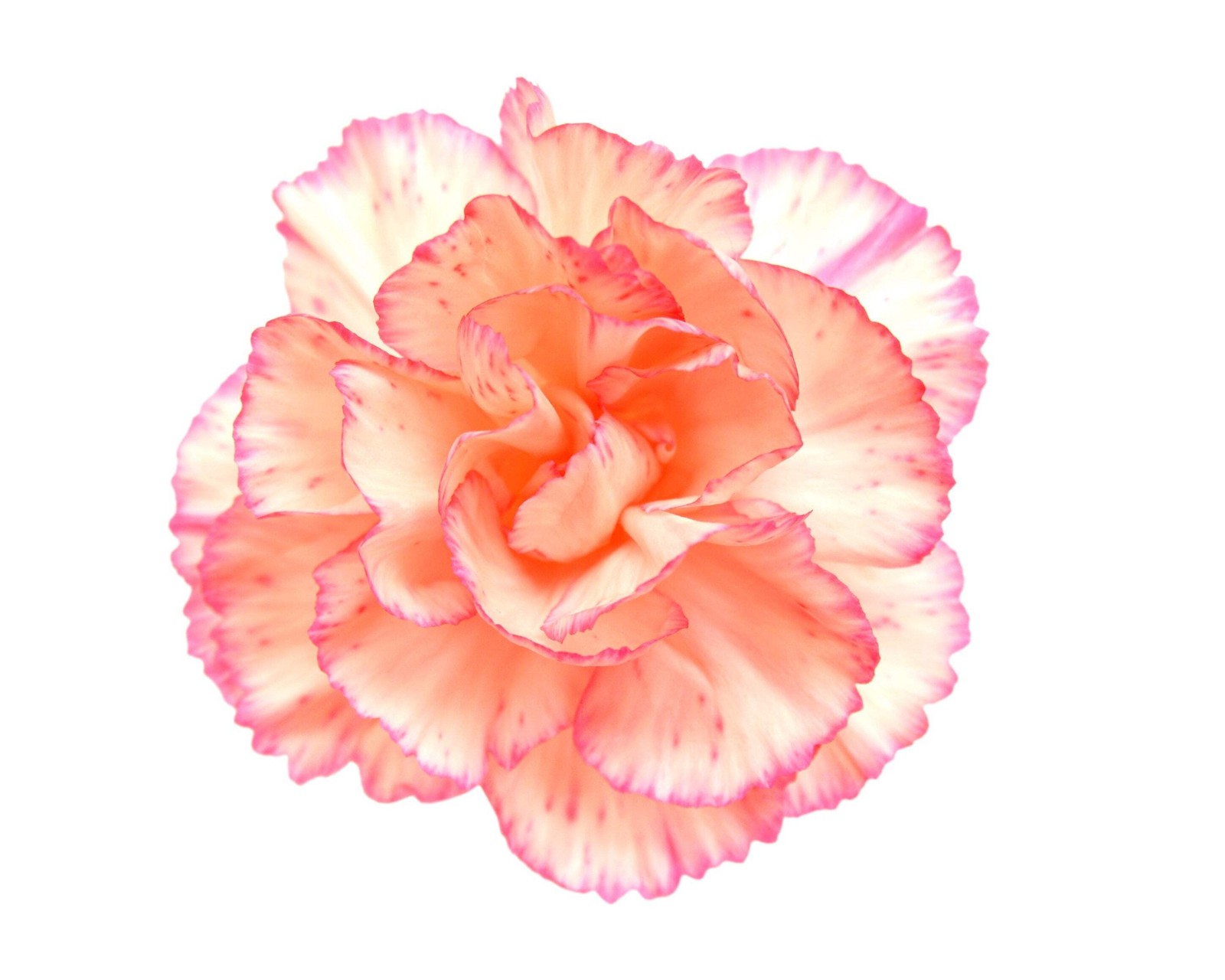 50 PICOTEE MIX CARNATION Dianthus Caryophyllus Bicolor Striped Flower Seeds