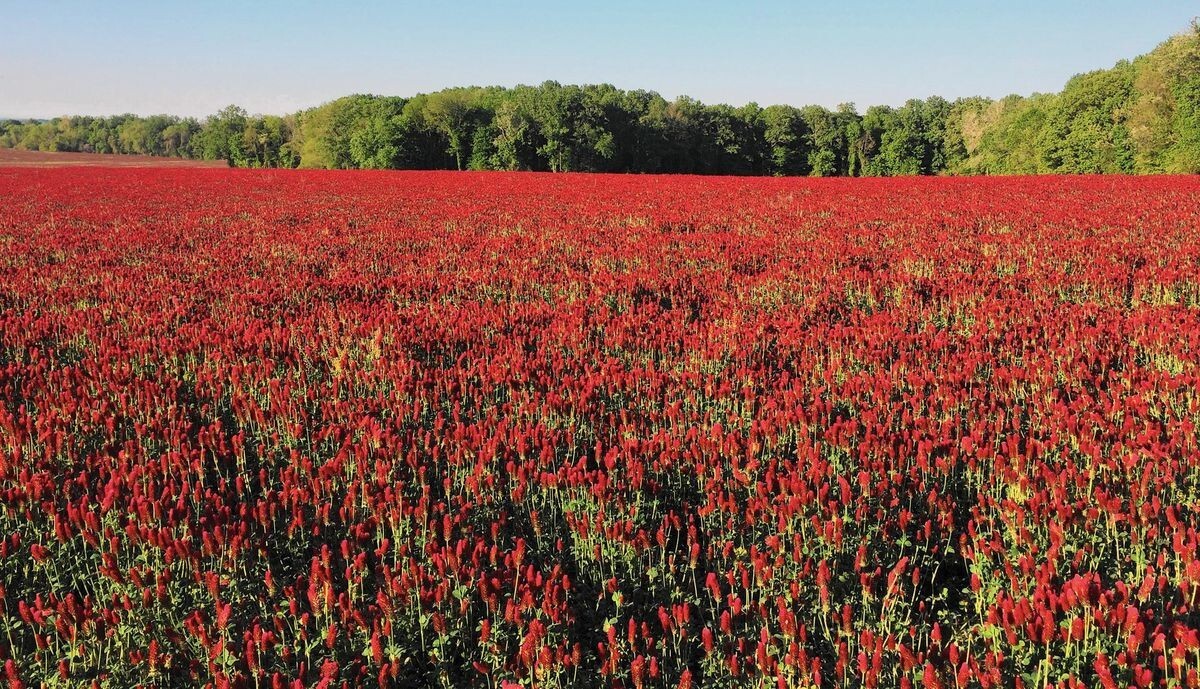 Crimson Clover Cover Crop Seeds For Planting – NON-GMO – Heirloom – Inoculated