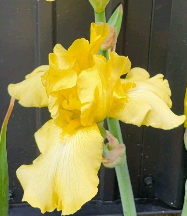 Harvest Of Memories Yellow Tall Bearded Iris Freshly Dug Rhizome – REBLOOMING