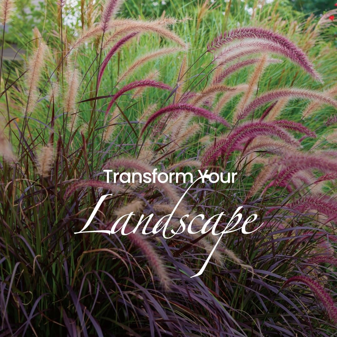 Purple Fountain Grass – 10-Inch with Pot – Live Ornamental Grass Plant, Droug…