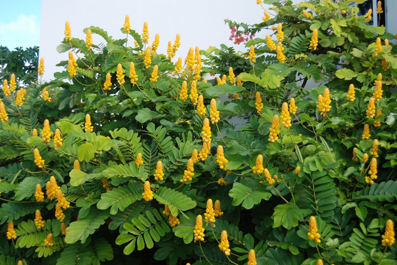Candle Bush, (Senna alata), Cassia alata, Shrub Seeds