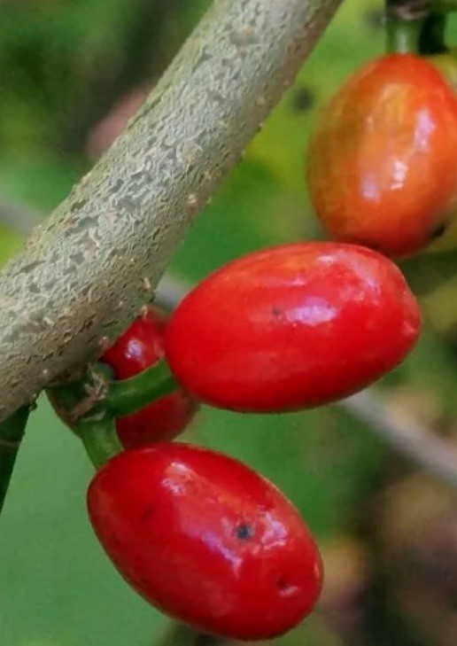 Free! Bogo! 30+ Organic NorthernSpicebush Native Butterfly Spring-Summer-Fall