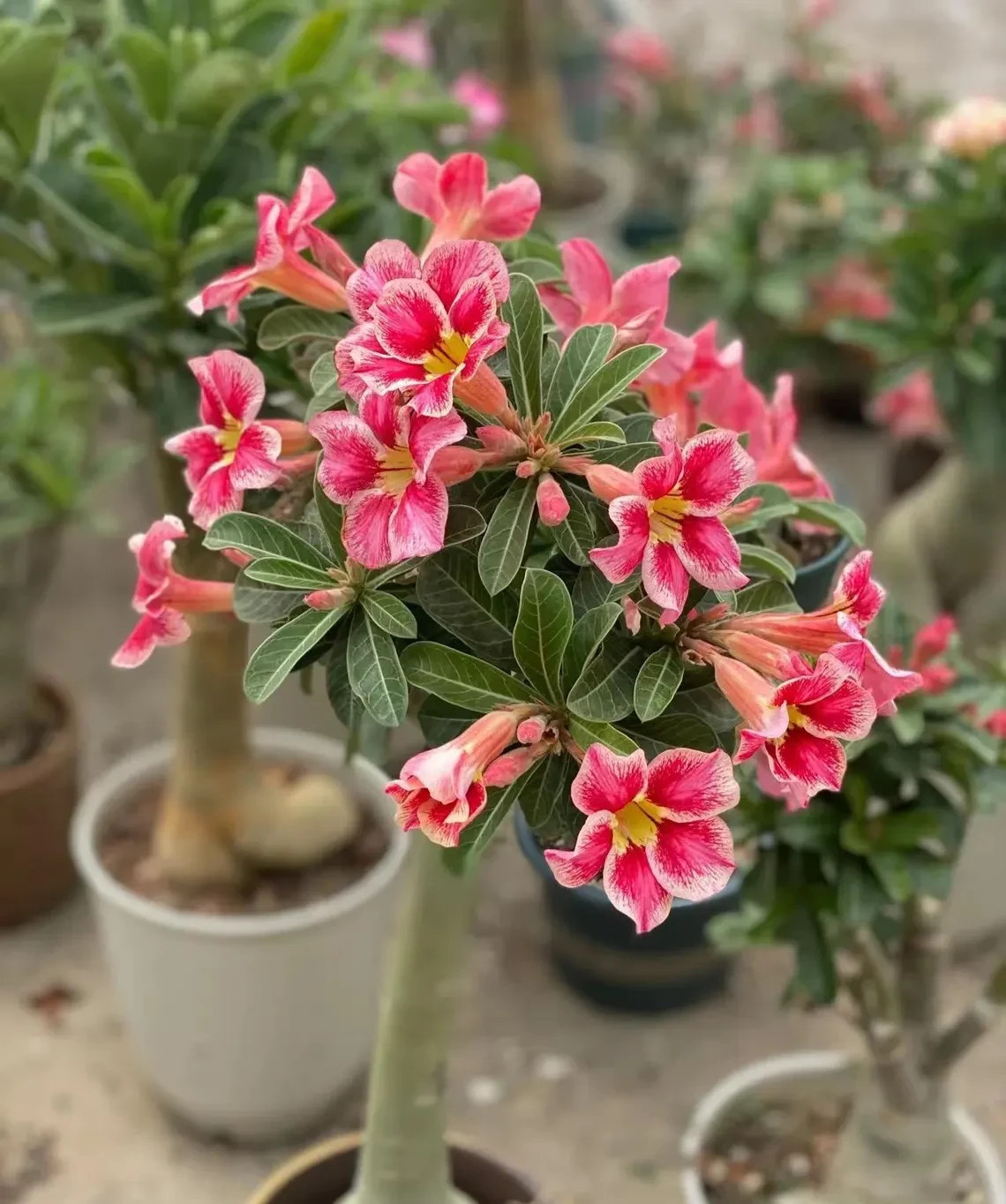 5Pcs Rare Desert Rose Seeds Garden Flower Decor-seed