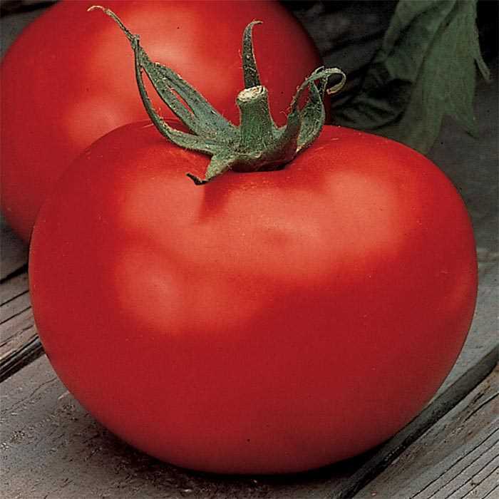 Better Boy Tomato Seeds VFN F1 Hybrid | Non-GMO | Free Shipping | 1021