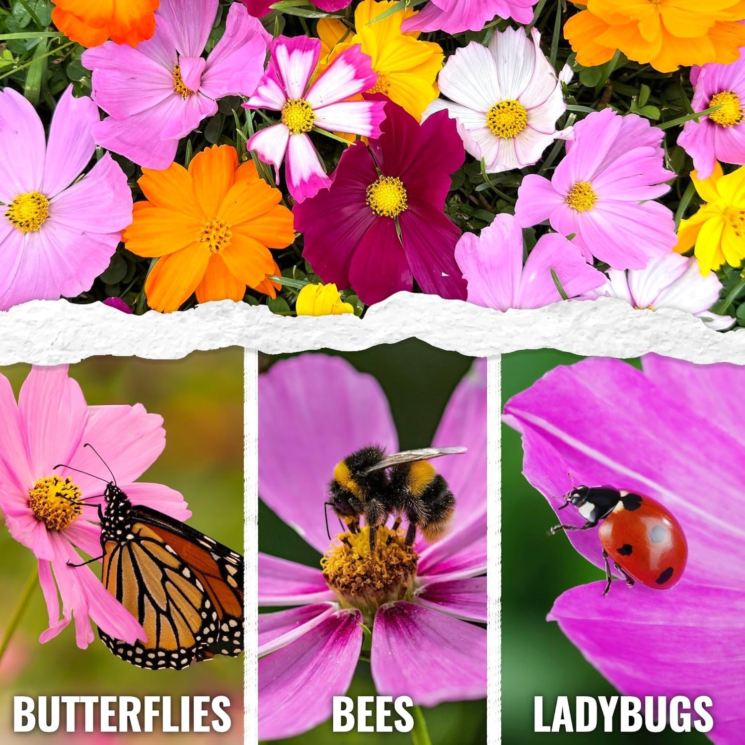 Seed Needs Crazy Cosmos Mix 10+ Varieties NO FILLER – 1/2 LB