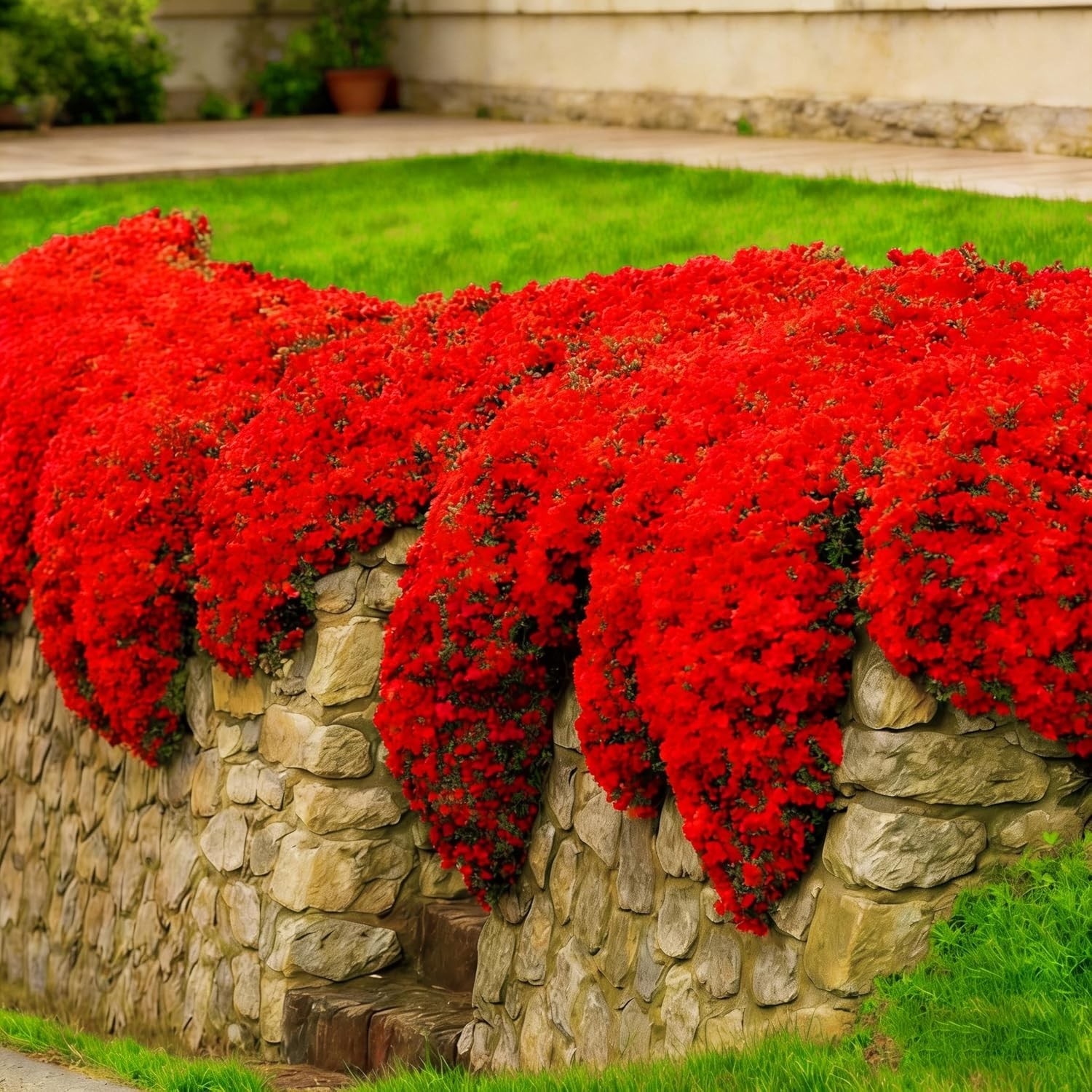 Red Creeping Thyme Flower Seeds for Planting, 20010+pcs Perennial Creeping Wi…