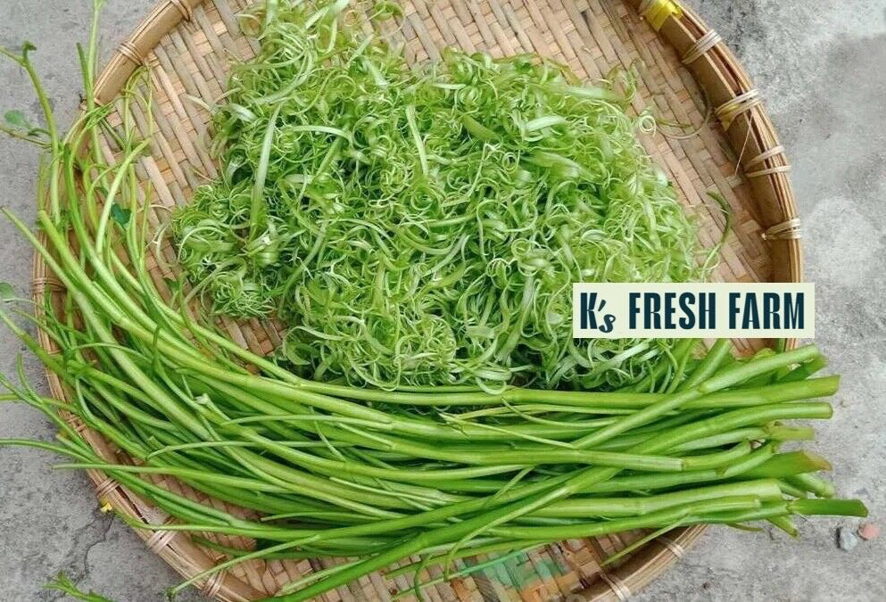 200+ pcs SUPER BUDS KANGKONG WATER SPINACH SEEDS,ONG CHOY, RAU MUỐNG SIÊU ĐỌT