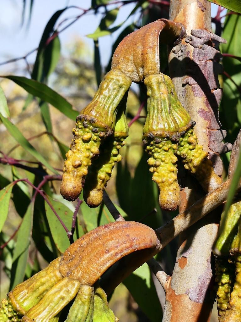 Eucalyptus megacornuta Seeds – ‘Warty Yate’