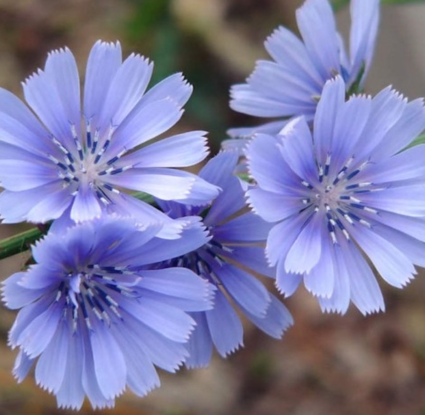 500+ Chicory Seeds ** Fresh Seeds** ~~Free Shipping~~