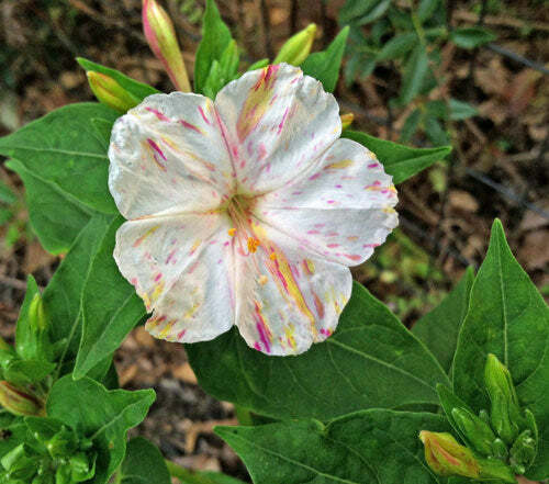 Mirabilis jalapa | Broken Colors | 10 Seeds