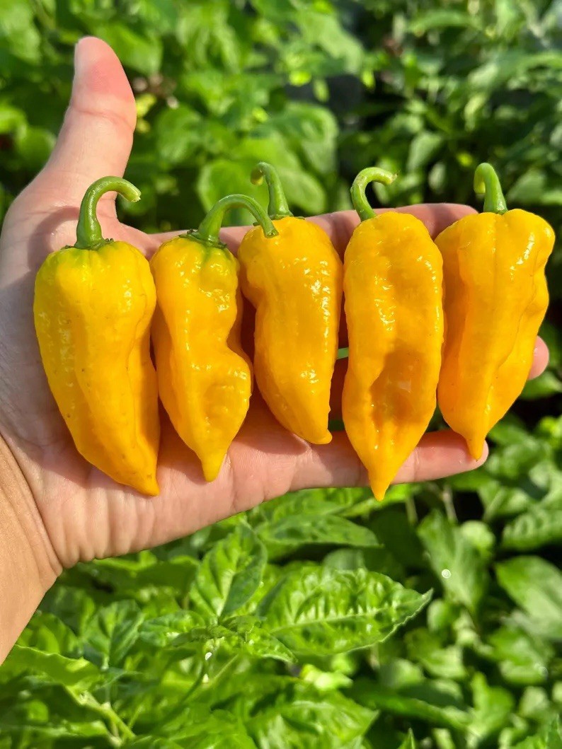 Lucifer Lemon Pepper Seeds