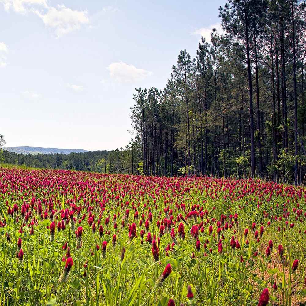 40 LBS – Inoculated Bulk Crimson Clover Seed For Planting Pastures, Cover