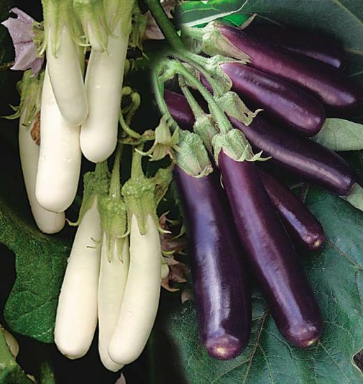 Eggplant Seeds Asian Chinese Long Purple or White Better tasty, Soft & Tender