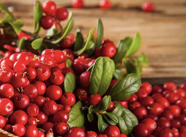 50+ Cranberry Seeds – (Vaccinium Macrocarpon) USA FREE SHIPPING
