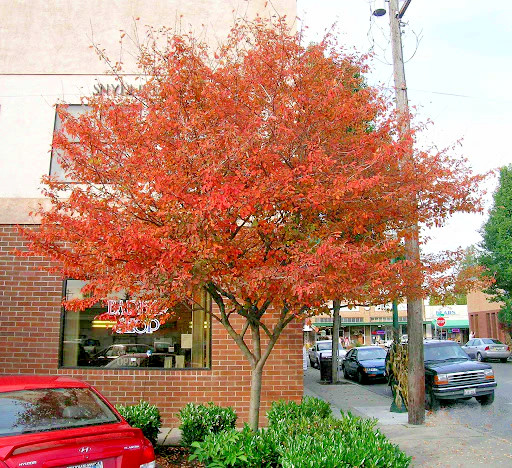 Fire Cherry Tree | Premium Seeds | Prunus pensylvanica ‘Fall’ | Plants’®