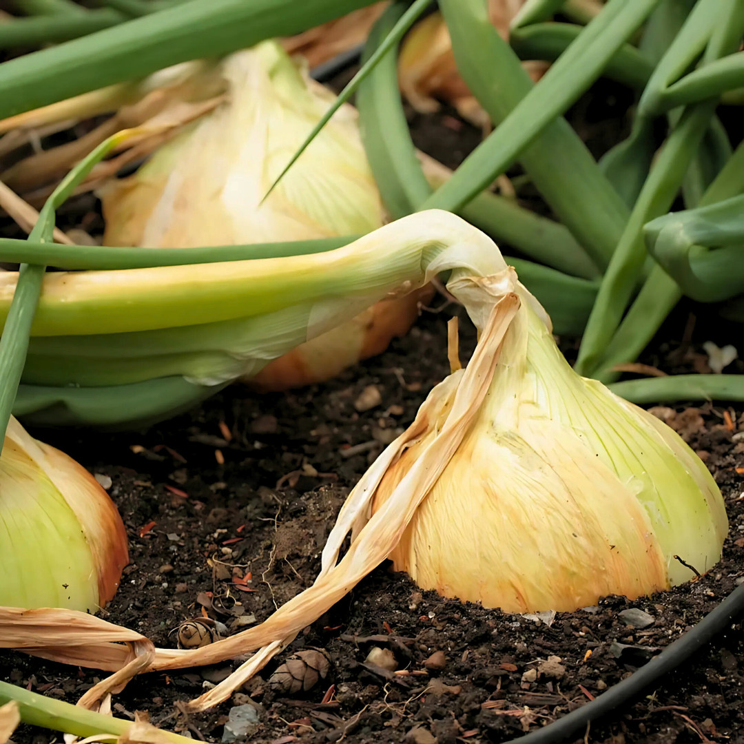 Fresh Walla Walla Onion Seeds | Sweet | Heirloom Non-GMO | Vegetable Seeds